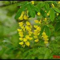 5 cytise laburnum anagiroïdes fabacee