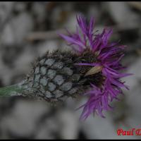 50 centauree scabieuse centaurea scabiosa asteracee