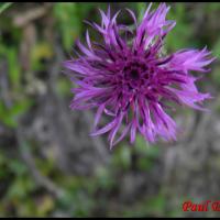 50 centauree scabieuse centaurea scabiosa asteracee