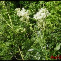 51 reine des pres filipendula ulmaria rosacee