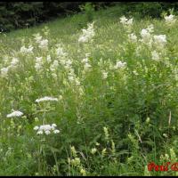 51 reine des pres filipendula ulmaria rosacee