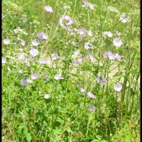 52 mauve alcee malva alcea malvacee