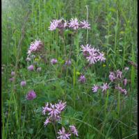 53 silene fleur de coucou silene flos cuculi caryophyllacée