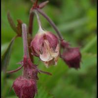 54 benoite des ruisseaux geum rivale rosacée