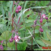 54 benoite des ruisseaux geum rivale rosacée