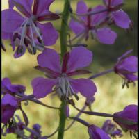 55 laurier de st antoine epilobium augustifolium onagracee