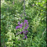 55 laurier de st antoine epilobium augustifolium onagracee