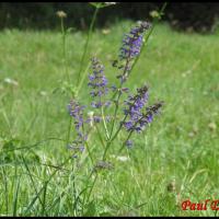 57 sauge des pres salvia pratensis lamiacee