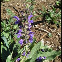 57 sauge des pres salvia pratensis lamiacee