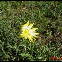 58 salsifis des pres barbe de bouc tragopogon pratensis asteracee