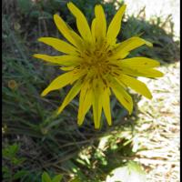 58 salsifis des pres barbe de bouc tragopogon pratensis asteracee