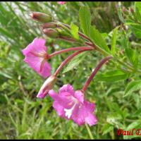 59 epilobe hirsute herisse epilobium hirsutum onagracee