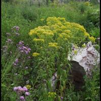 61 seneçon ovale senecio ovatus asteracee