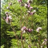 62 cirse des marais cirsium palustre asteracee