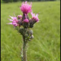 62 cirse des marais cirsium palustre asteracee