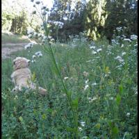 65 vergerette annuelle erigeron annuus asteracee
