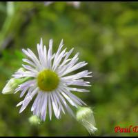 65 vergerette annuelle erigeron annuus asteracee