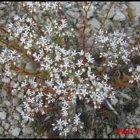 66 orpin blanc sedum album crassulacee