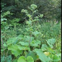 68 bardane commune arctium lappa asteracee