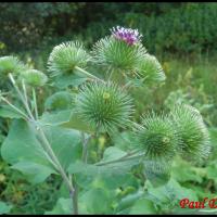 68 bardane commune arctium lappa asteracee