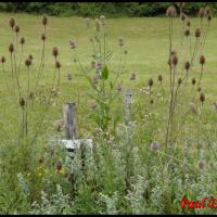 70 cardere sauvage cabaret des oiseaux dipsacus follunum dipsacacee