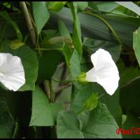 71 liseron des haies manchette de la vierge calystegia sepium convolvulacee