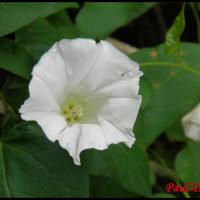 71 liseron des haies manchette de la vierge calystegia sepium convolvulacee