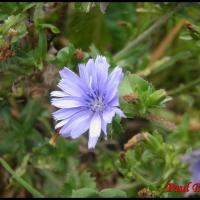 73 chicoree sauvage cichorium intybus asteracee