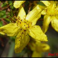 74 millepertuis macule hypericum maculatum hypericacee