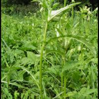 75 cirse maraicher faux epinard cirsium oleraceum asteracee