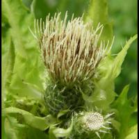 75 cirse maraicher faux epinard cirsium oleraceum asteracee