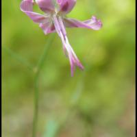 77 prenanthe pourpre prenanthes purpurea asteracee