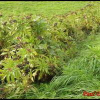 80 sureau hieble sambucus ebulus caprifoliacee