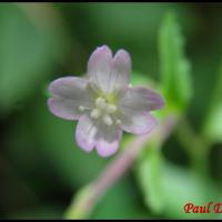 81 epilobe des coteaux epilobium collinum onagracee