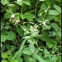 81 epilobe des coteaux epilobium collinum onagracee