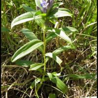 82 gentiane croisette gentiana cruciata gentianacee