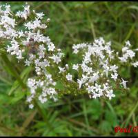 84 valeriane officinale valeriana officinalis valerianaceae