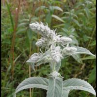 85 menthe a longue feuilles mentha longifolia lamiacee