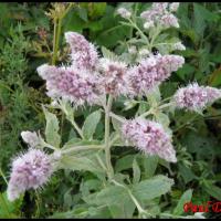 85 menthe a longue feuilles mentha longifolia lamiacee