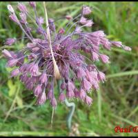 86 ail carane allium carinatum alliacee