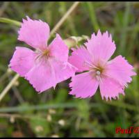 88 oeillet des rochers pipolet dianthus sylvestris cariophyllacee