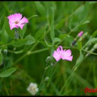 88 oeillet des rochers pipolet dianthus sylvestris cariophyllacee