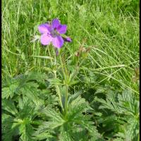 89 geranium des bois geranium sylvaticum geraniacee