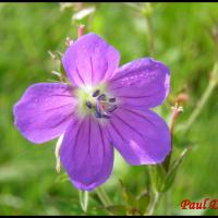 89 geranium des bois geranium sylvaticum geraniacée