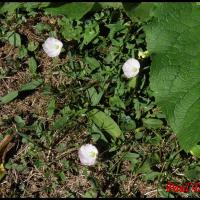 9 liseron des champs convolvulus arvensis convolvulacee