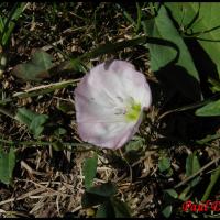 9 liseron des champs convolvulus arvensis convolvulacee