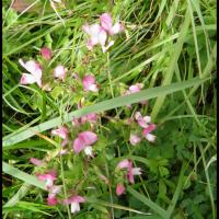 90 bugrane epineuse ononis spinosa fabacee