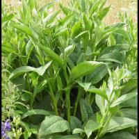 92 consoude officinale symphytum officinale boraginacee