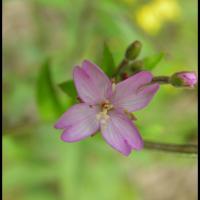 93 epilobe a petites fleurs epilobium parviflorum onagracée