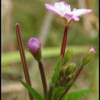 93 epilobe a petites fleurs epilobium parviflorum onagracée